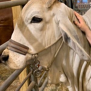 Meet your Posher, Amber